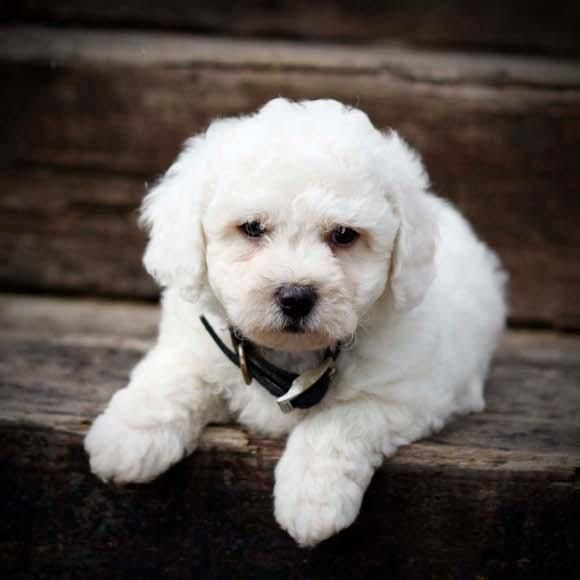 Bichon Frise cachorros en venta