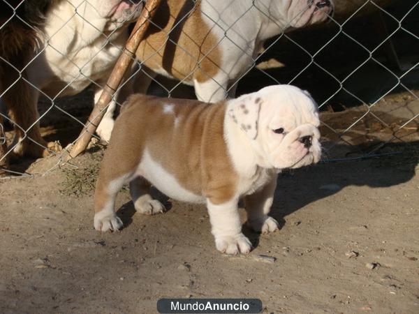 BULLDOG INGLESES EJEMPLARES DE ALTA CALIDAD CON PEDIGRE