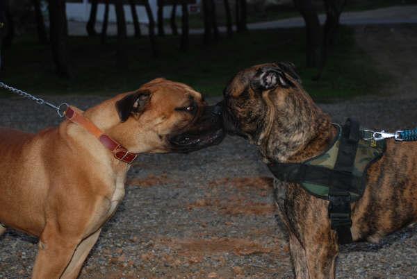 BULLMASTIFF Proxima Camada!