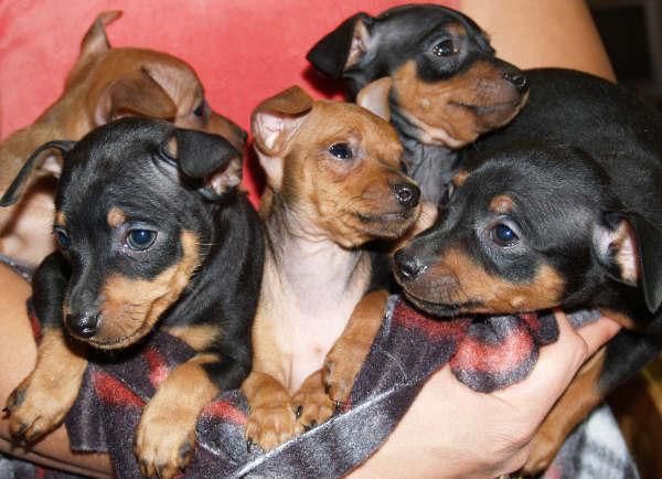 Cachorritos de Mini Pincher, garantia y seriedad