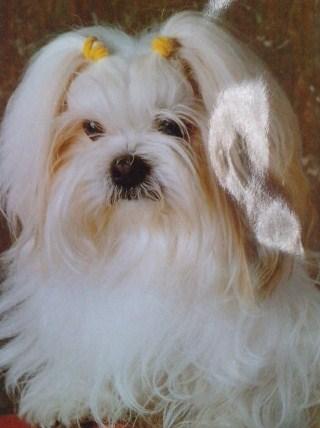 CACHORROS DE BICHON MALTES