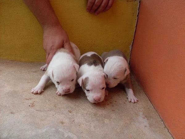 camada de pitbull red nose