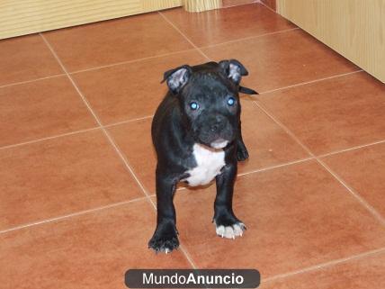 Camada de staffordshire Bull Terrier 425€