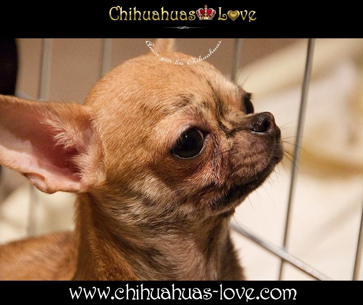 Chihuahuas Excelentes