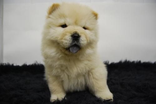 cria selectiva de chow chow, listos para entregar,