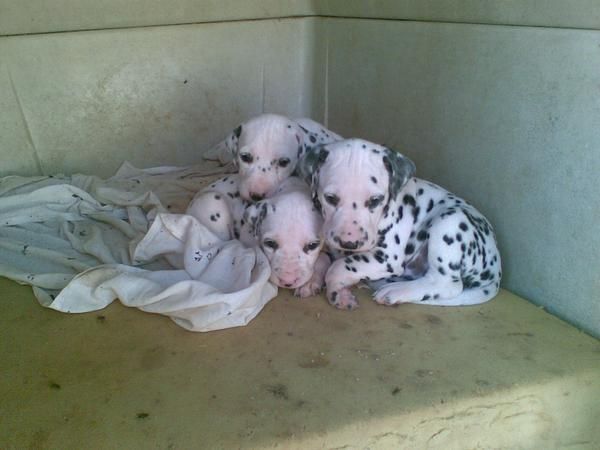 dalmata preciosos