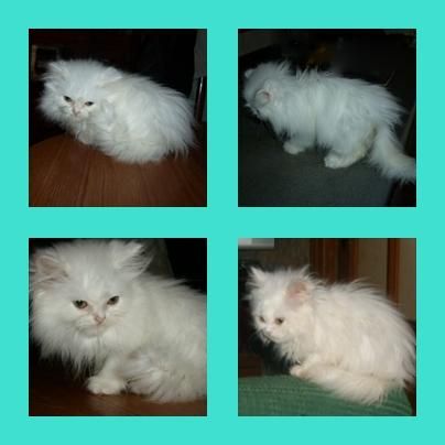 gatito persa blanco macho por solo 180