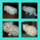 gatito persa blanco macho por solo 180 - mejor precio | unprecio.es