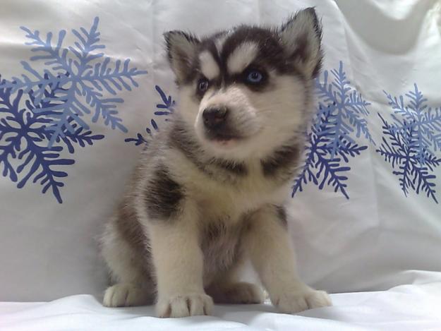 HUSKY SIBERIANO VARIAS CAMADAS