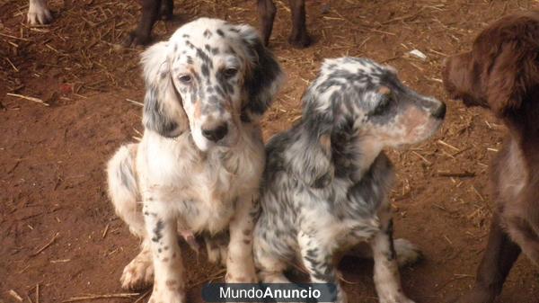 Perros Setter