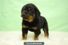 Rottweiler 390 eur machos y hembras de dos meses - mejor precio | unprecio.es