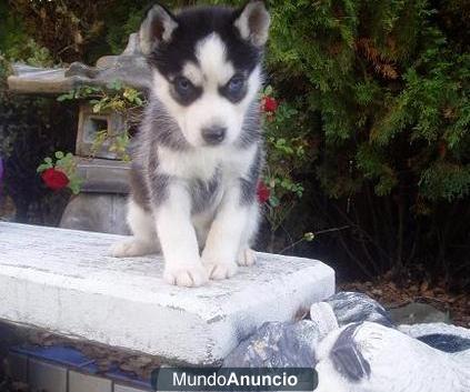 Siberian Husky cachorro