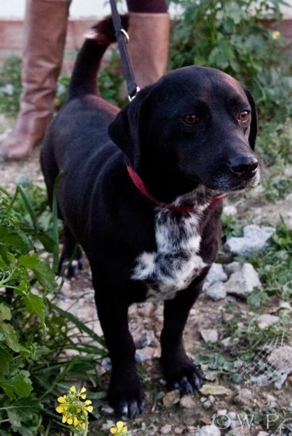 TOKY. Otro perrito invisible. Nadie pregunta por él. GPAR