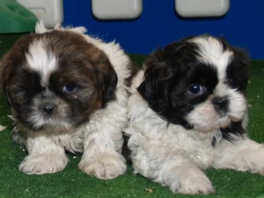 vendo camada de Shih-tzu ¡ aprovechate!