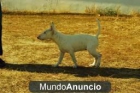 Bull Terrier, buena Ocasión!! - mejor precio | unprecio.es