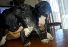 American Bully - mejor precio | unprecio.es