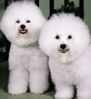 BICHON FRISE SIERRA DE GATA 651687273-lo mejor al mejor precio