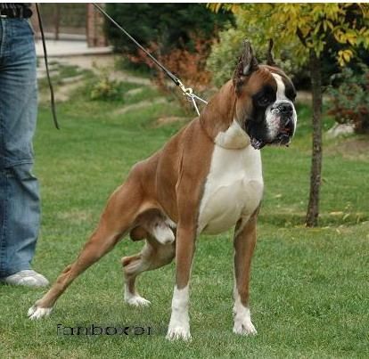 boxer cachorros buen pedigree