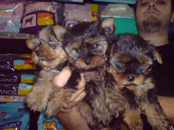 CACHORRITOS DE YORKSHIRE, TAMAÑO PEQUEÑITO, PRECIOSOS 500 EUROS