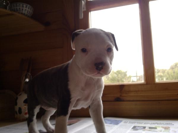 Cachorros american staffordshire