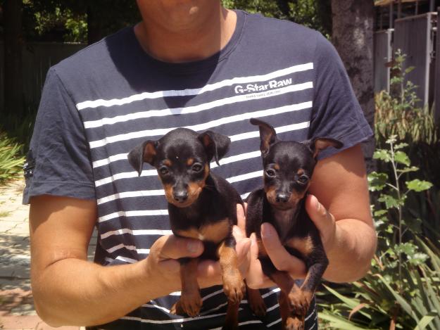 CACHORROS DE PINSCHER MINIATURA