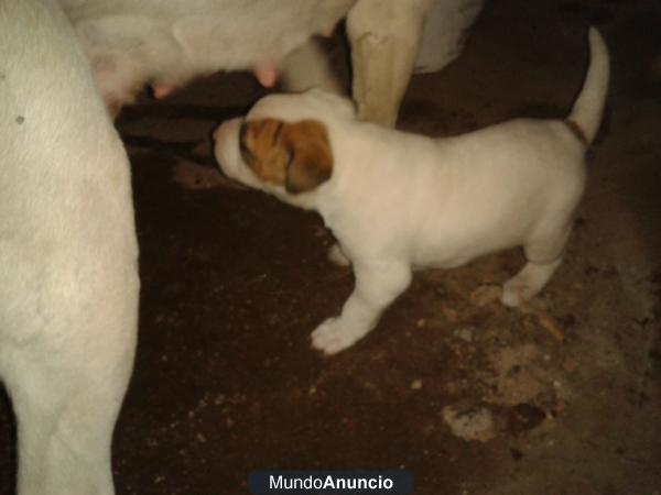 cachorros de pitbull americano