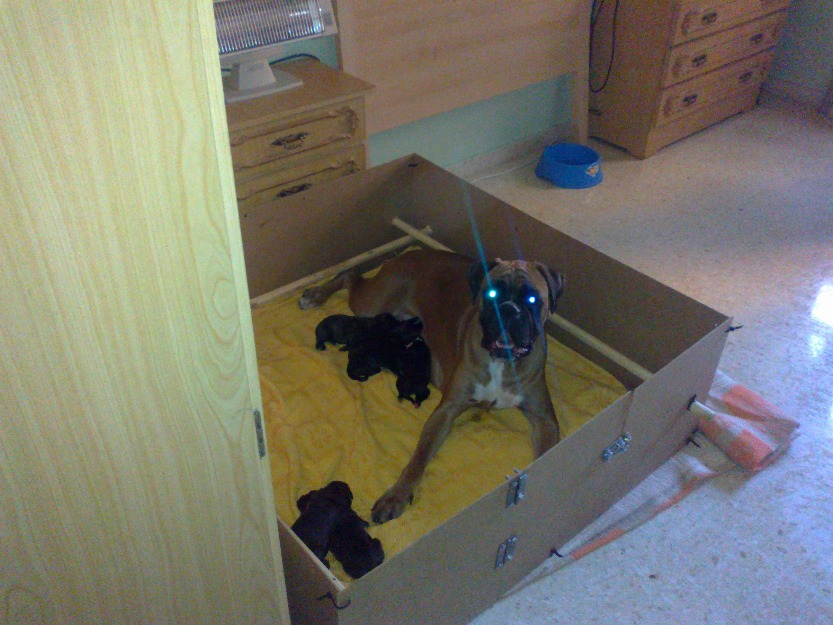 Camada boxer con pedigree