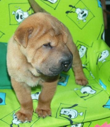 Económicos Shar-pei, cachorros de dos meses - Castellón