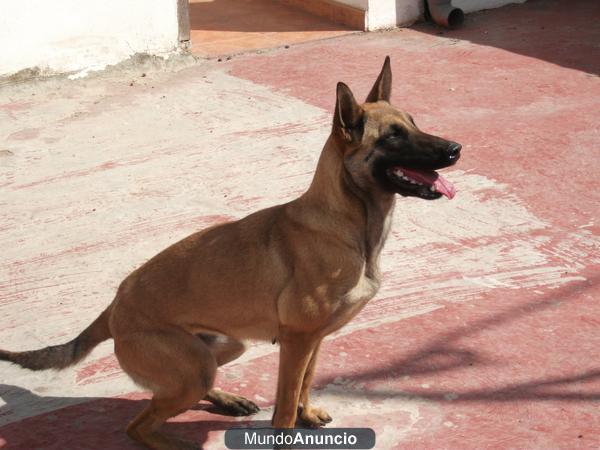 HEMBRA PASTOR BELGA MALINOIS