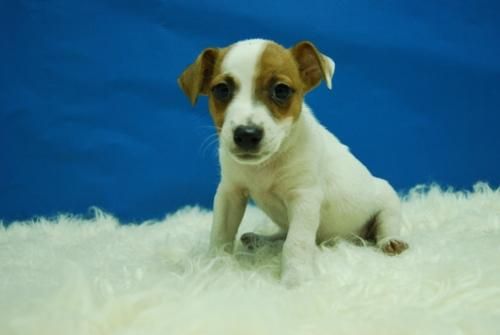 Lindo Cachorros de JACK RUSSELL ... www.animalflower.es