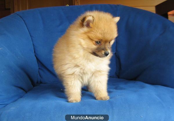 lulu de pomerania 400€