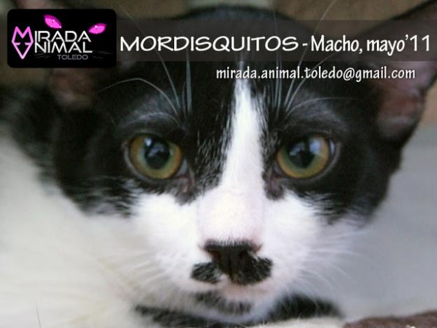 MORDISQUITOS gatito 7 meses ADOPCION URGENTE .  Miralo es una BELLEZA!!!!!