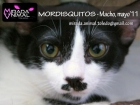 MORDISQUITOS gatito 7 meses ADOPCION URGENTE . Miralo es una BELLEZA!!!!! - mejor precio | unprecio.es