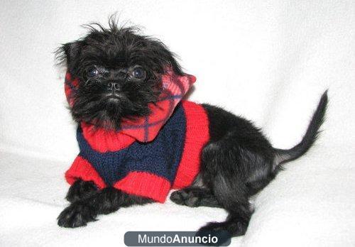 Pura raza affenpinscher cachorros en venta