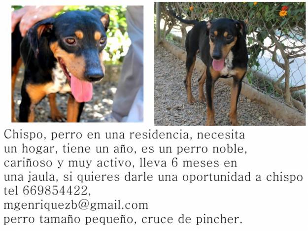 Perro en adopción