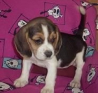 Increíbles cachorros de Beagle, buen precio. Valencia - mejor precio | unprecio.es