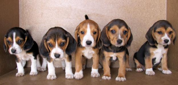 BEAGLES TRICOLORES 250€