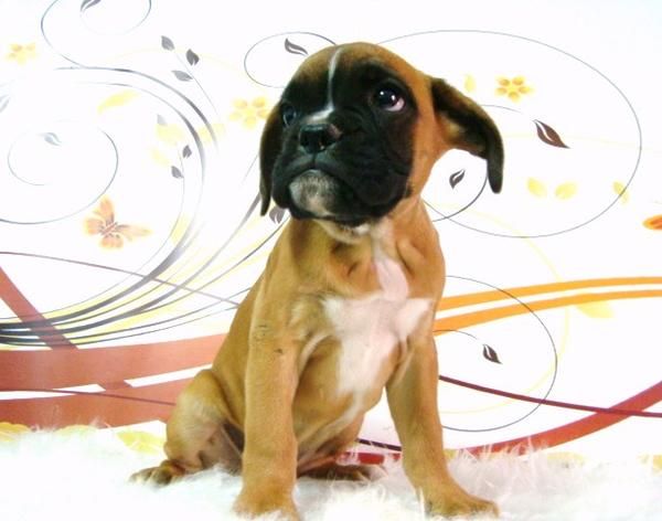 BOXER CAMADA CON DOS MESES