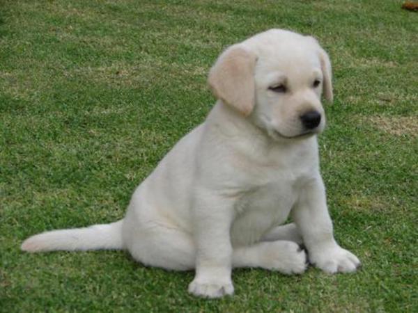 Cachorros labrador crema y chocolate