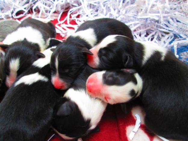 Camada de Border Collie