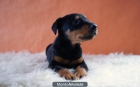 Doberman con 2 meses preciosos cachorros nacionales - mejor precio | unprecio.es