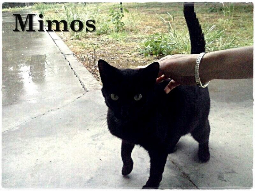 Mimos, gato que quieren llevar a la perrera...allí  no durará