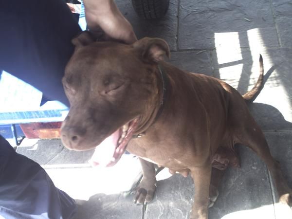 preciosos caxorritos de pitbull 250eu