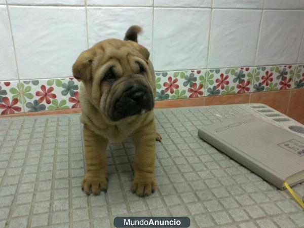 shar pei linea americana en malaga