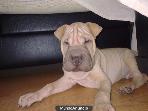 Venta cachorros Shar Pei