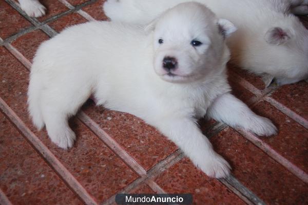 Vendo Crías de Samoyedo