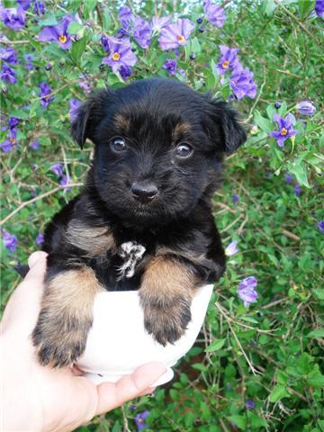 BOL CACHORRO QUE BUSCA HOGAR REGALADO