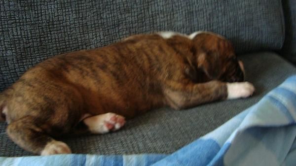 cachorrito boxer