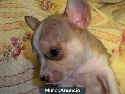 CACHORRITO DE CHIHUAHUA COLOR BEGE CON