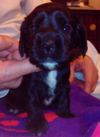 Cachorros de Cocker Spaniel Ingles